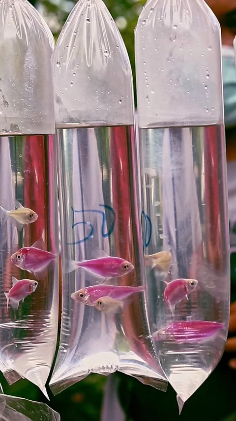 Genetically modified moonrise pink Stock Video Pond5