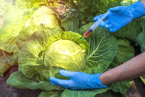 Genetically modified organism. Stock Photos