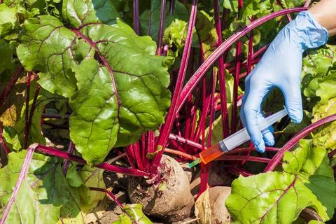Genetically modified organism. Stock Photos