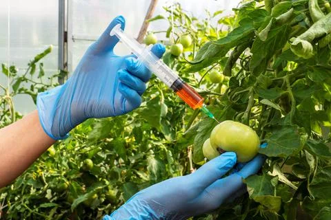 Genetically modified organism. Stock Photos
