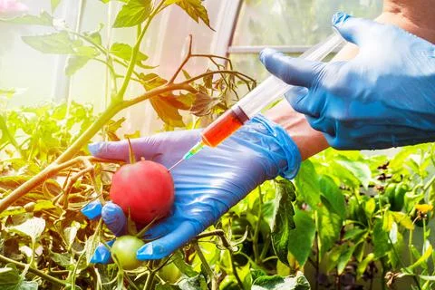 Genetically modified organism. Stock Photos