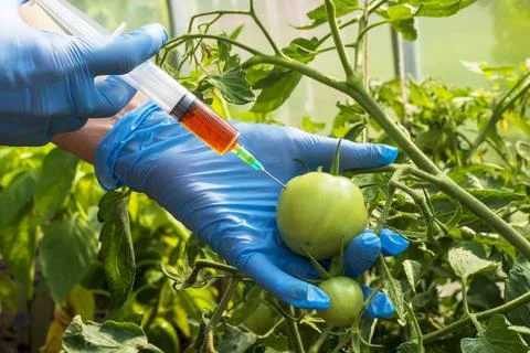 Genetically modified organism. Foto stock