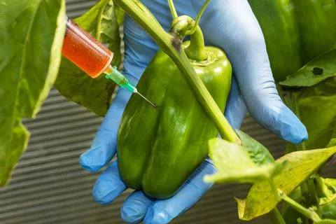 Genetically modified organism. Stock Photos