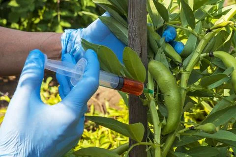 Genetically modified organism. Stock Photos