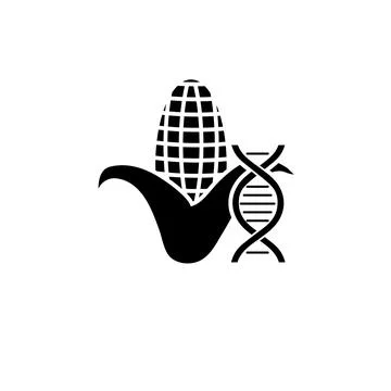 Genetically Modified Organisms Corn Solid Flat Vector Icon Isolated on White  Stock Illustration