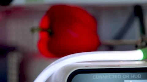 Genetically modified pepper vegetable food testing Stock Footage 162620929