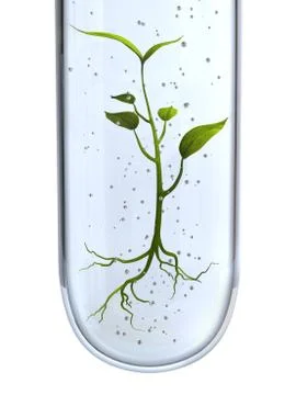 Genetically modified plant Stock Illustration