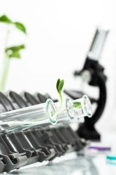 Genetically modified plant tested in test tube .ecology laboratory. Stock Photos