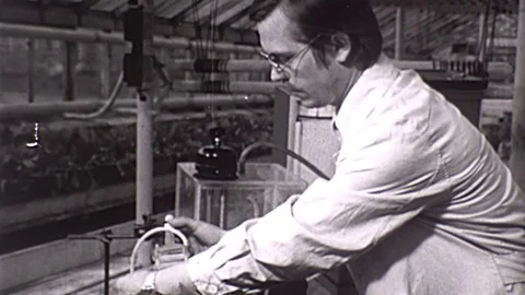 Genetically Modified Plants Scientist GMO Research 1960s Vintage Film Home Movie Stock Footage 75404362