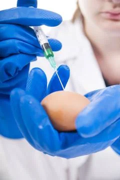 Genetically modified Presentation of the laboratory stage to the practice ... Foto stock