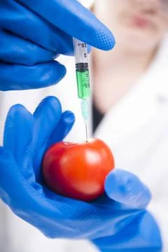 Genetically modified Presentation of the laboratory stage to the practice ... Foto stock