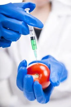 Genetically modified Presentation of the laboratory stage to the practice ... Foto stock