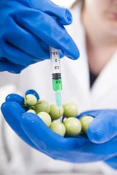 Genetically modified Presentation of the laboratory stage to the practice ... Foto stock