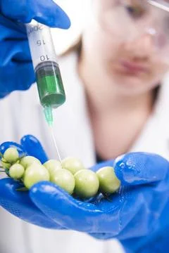 Genetically modified Presentation of the laboratory stage to the practice ... Foto stock