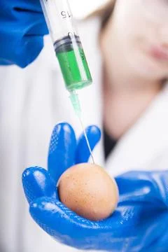 Genetically modified Presentation of the laboratory stage to the practice ... Foto stock