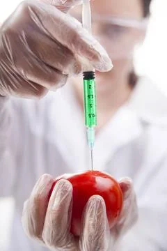 Genetically modified Presentation of the laboratory stage to the practice ... Foto stock