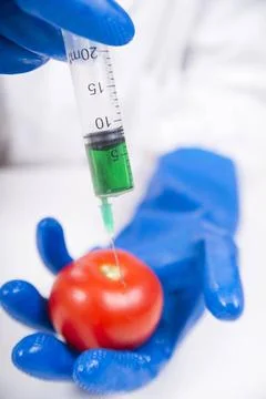 Genetically modified Presentation of the laboratory stage to the practice ... Foto stock