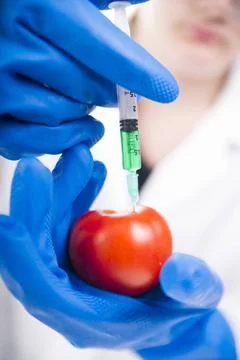 Genetically modified Presentation of the laboratory stage to the practice ... Foto stock