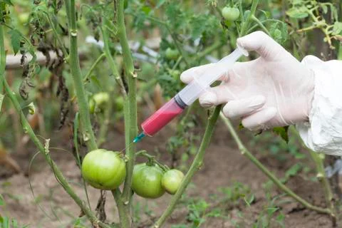 Genetically modified vegetable Stock Photos