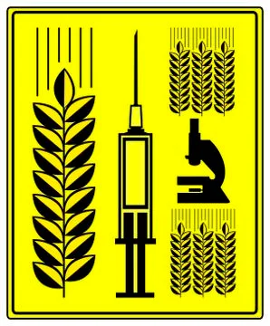Genetically Modified Wheat Illustrazione stock