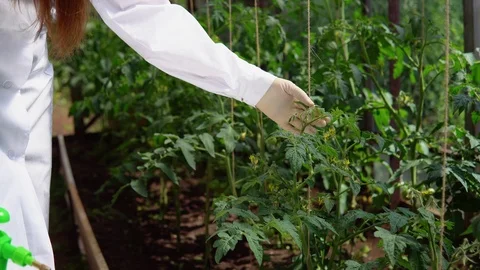The geneticist checks the state of the experimental samples of tomatoes. Stock Footage 94052490