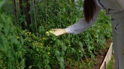 The geneticist checks the state of the experimental samples of tomatoes. Stock Footage 94052551