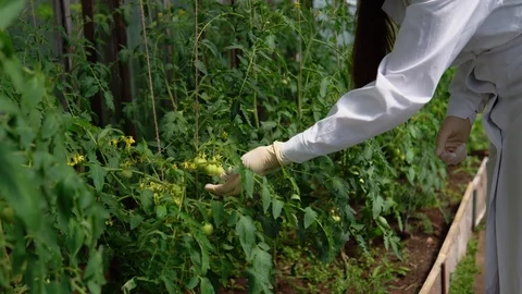 The geneticist checks the state of the experimental samples of tomatoes. Stock Footage 94052569