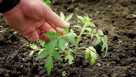 The geneticist checks the state of the experimental samples of tomatoes. Stock Footage 130203990