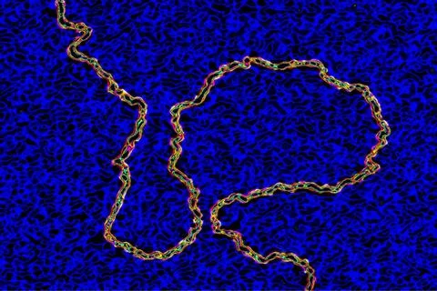  Genetics, dna Digital light microscope. Copyright: xCAVALLINIxJAMESx/xBSI... Stock Photos