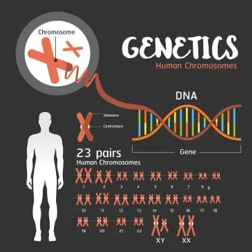 Genetics DNA structure Stock Illustration