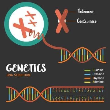 Genetics DNA structure Illustrazione stock