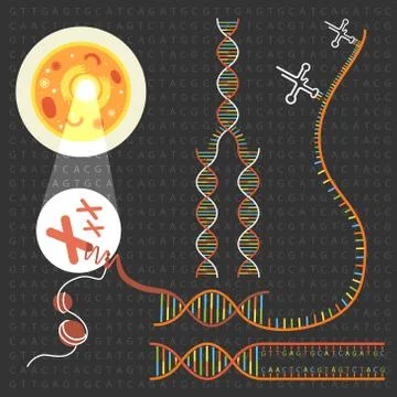 Genetics DNA structure Stock Illustration