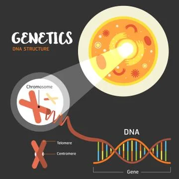 Genetics DNA structure Illustrazione stock