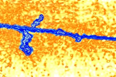  Genetics, rna Digital light microscope. Strand of RNA on DNA fragment. Co... Stock Photos