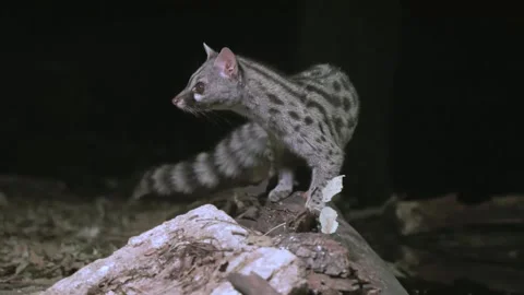 Genetta genetta. Wild Common Genet in the night sniffing and turning around. Stock Footage 169707525