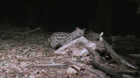 Genetta genetta. Wild Common Genet inspecting the ground on an autumn forest. Stock Footage 169707545