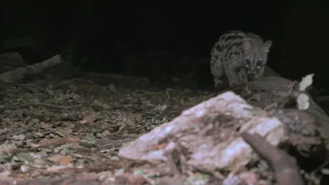 Genetta genetta. Wild Common Genet on an autumn forest sniffing the ground. Stock Footage 169707546