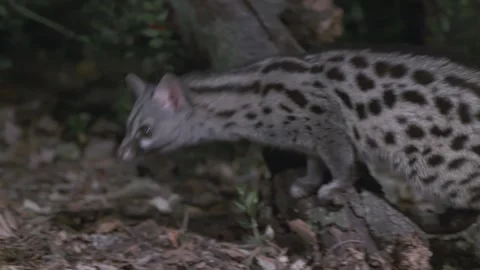 Genetta genetta. Wild Genet Close up. Night on an autumn forest. Slow motion. Stock Footage 169707542