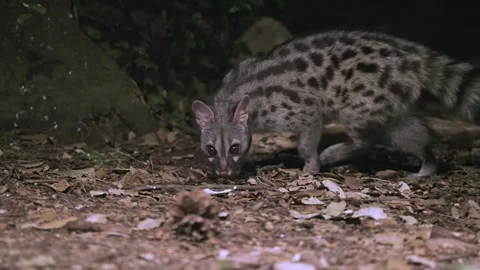 Genetta genetta. Wild Genet walking in the night on an autumn forest Slow-motion Stock Footage 169707476