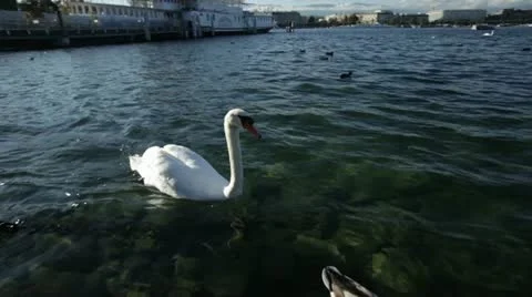 Geneva - Lake Stockbeeldmateriaal 12366545