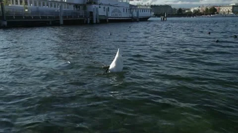 Geneva - Lake Stock Footage 12366794