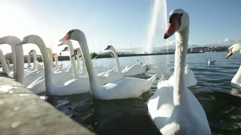 Geneva - Lake Stock Footage 12367091