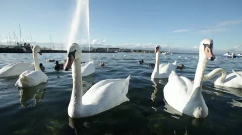 Geneva - Lake Stock Footage 12367161