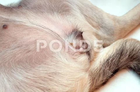 female dog vulva Genitals of the female dog. the vulva of a pug dog with redness of the  skin. Stock Photo #149440805