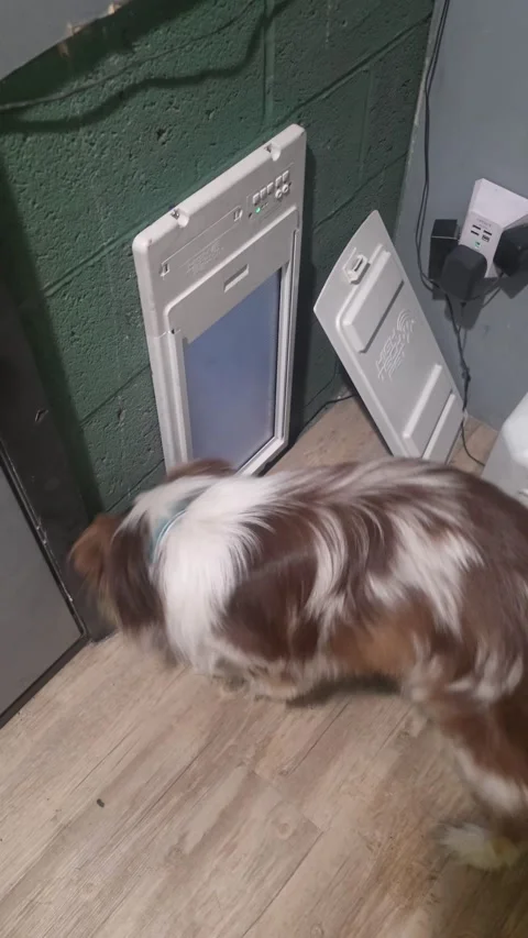 Genius Australian Shepherd Cracks Keypad Code to Let Himself Out, Marlboro, New  Stock Footage 333133470