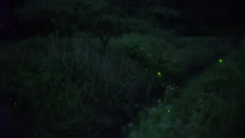 Genji Fireflies Soaring by the Stream Video stock 332548155
