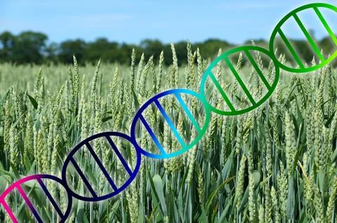Genome editing or genetic engineering dna helix over wheat field crop Stock Photos