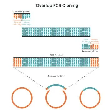 Genome sciences educational graphic diagram of overlap PCR cloning Illustrazione stock