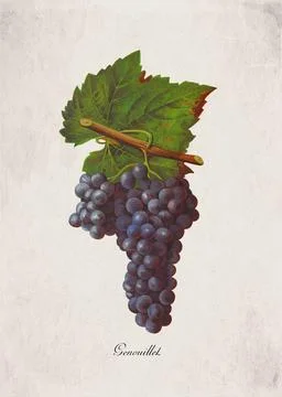 Genouillet Classic Dark Wine Grape Variety, Botanical Illustration Stock Illustration