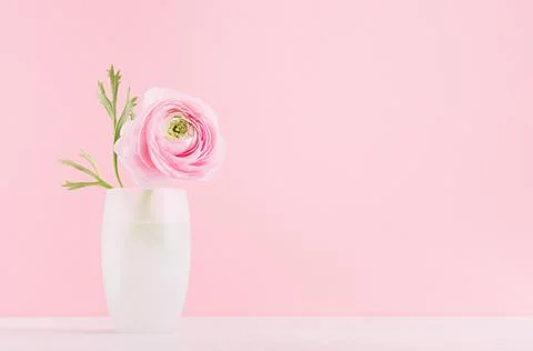 Gente pastel pink ranunculus bouquet in elegant white frosted glass vase on s Stock Photos